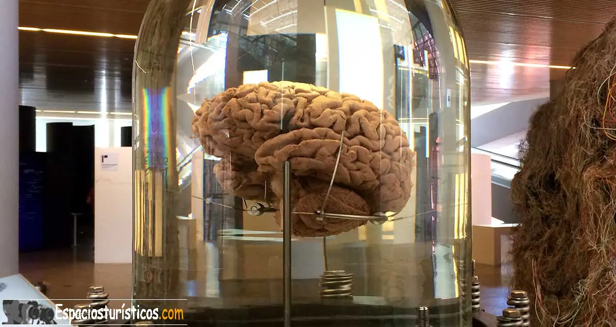 Cerebro humano 
