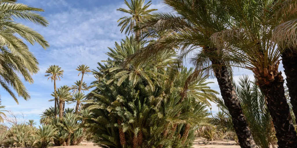palmeral marrakech